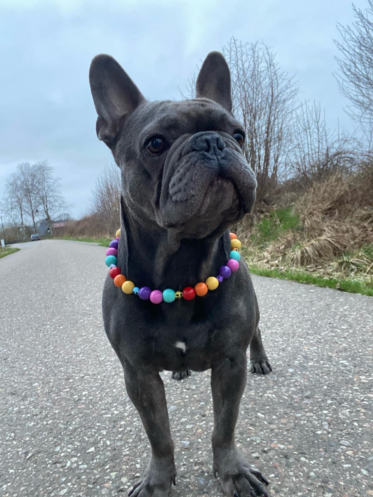 El Colorido Perlenhalsband