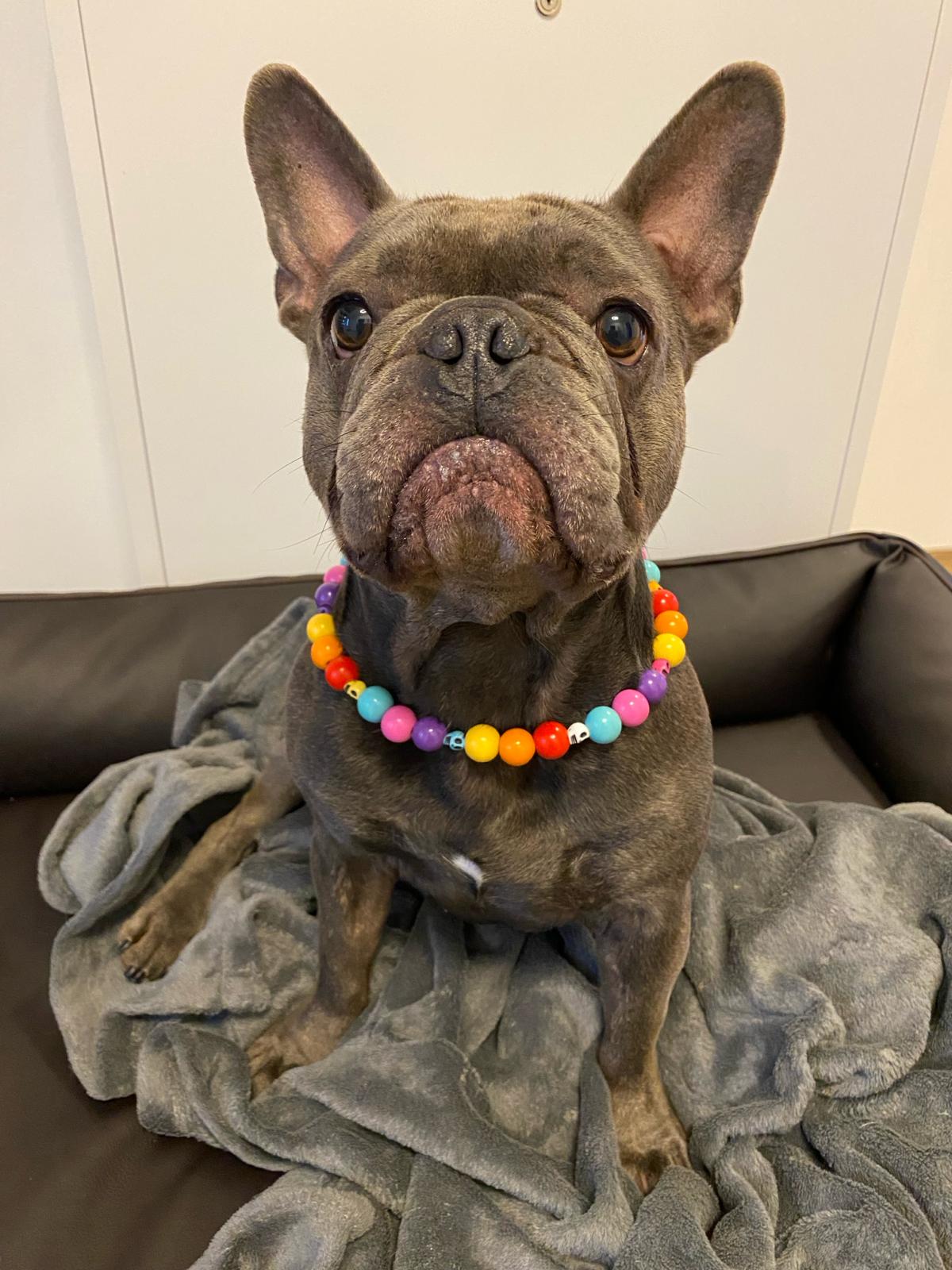 El Colorido Perlenhalsband